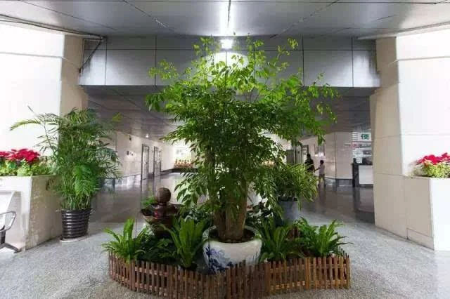 医院绿植租摆的方案与建议