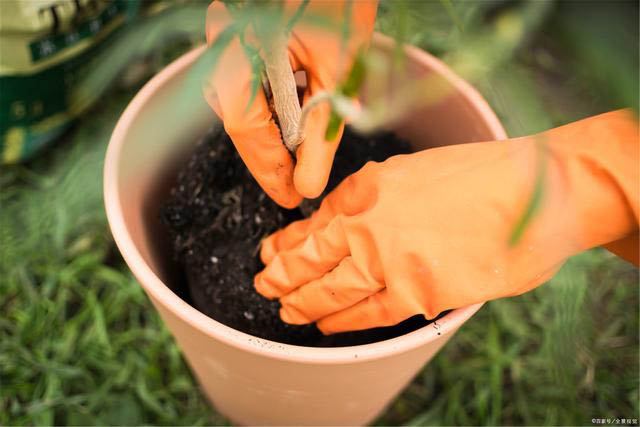 小白必学 三种万能的花木绿植养护技巧 