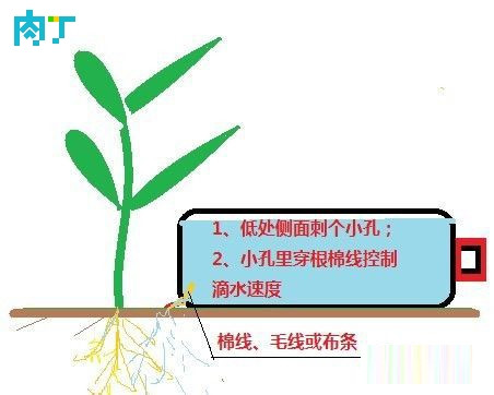 滴灌怎么做？教你给花盆、菜盆制作一个滴灌